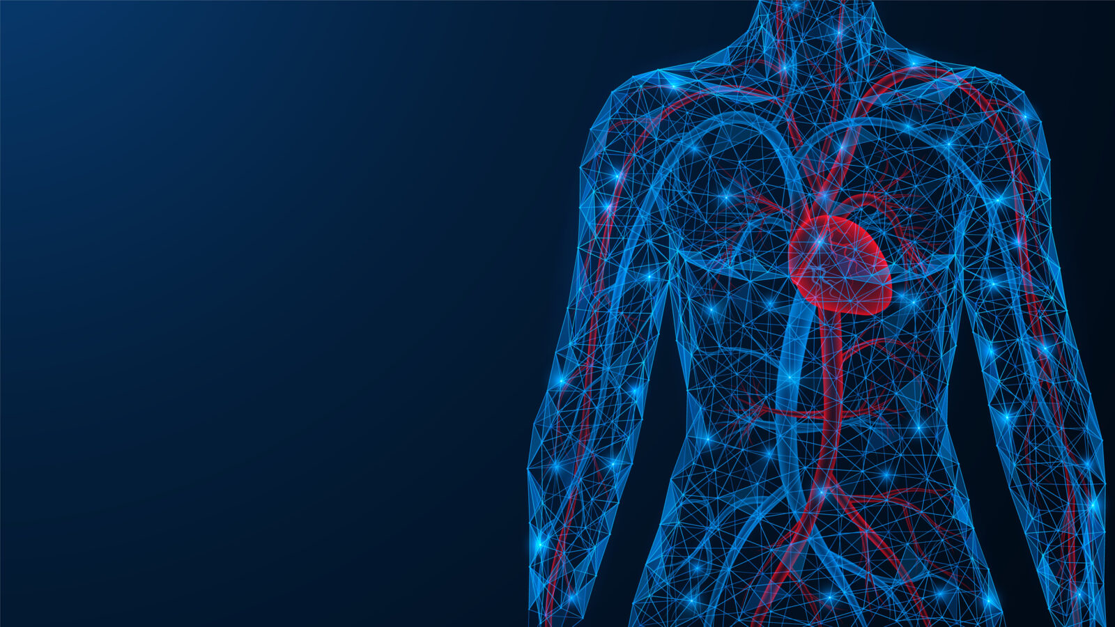 Cardiovascular system schematic